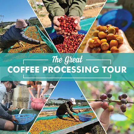 THE GREAT COFFEE PROCESSING TOUR AT ĐÀ LẠT